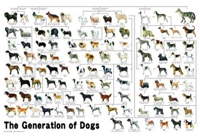 1000ピース ジグソーパズル めざせパズルの達人 犬の系統図